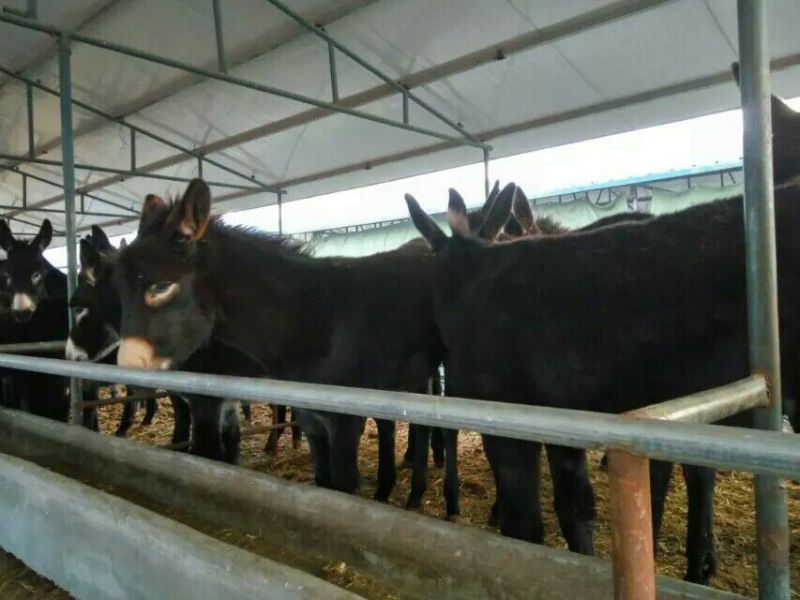 肉驴200~400斤
