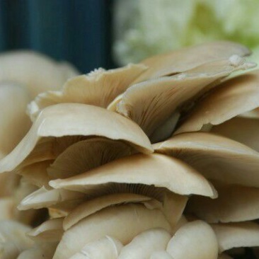 鲜蘑菇