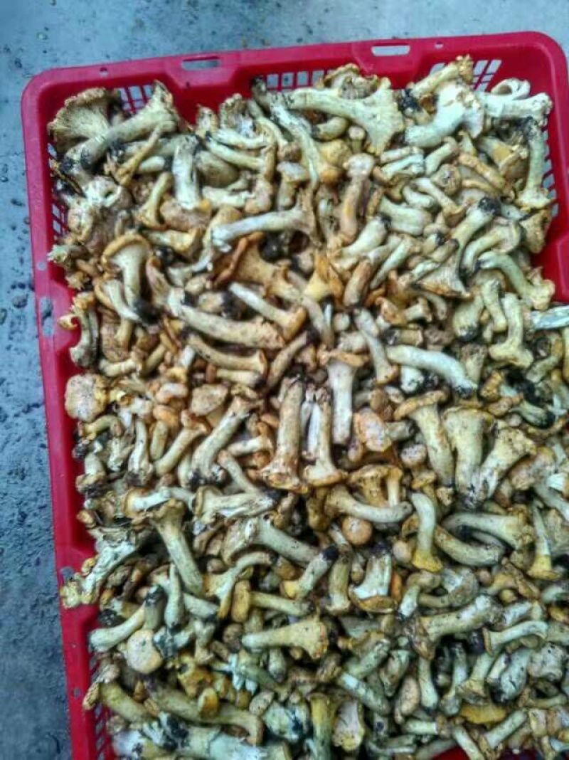 鸡油菌