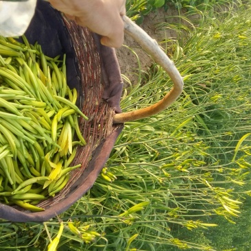 干黄花菜散装一级