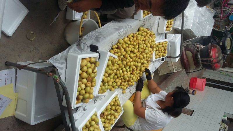 大荔冬枣诚接各地客商，及各大电商，均可一件代发落地配货
