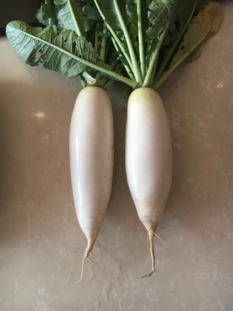 301白萝卜