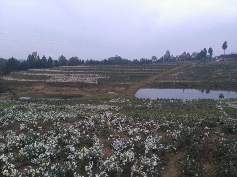 白菊花茶