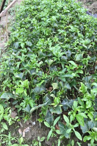 紫香1号百香果苗全国_批发_供应-一亩田农业网