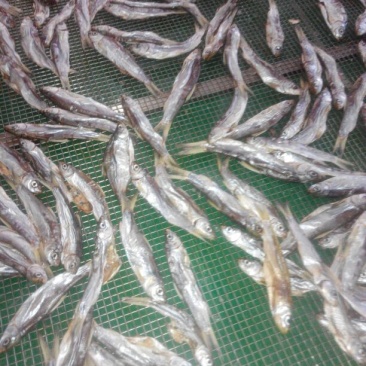 河汊小干鱼