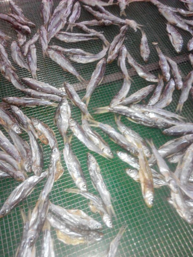 河汊小干鱼
