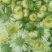菊花茶