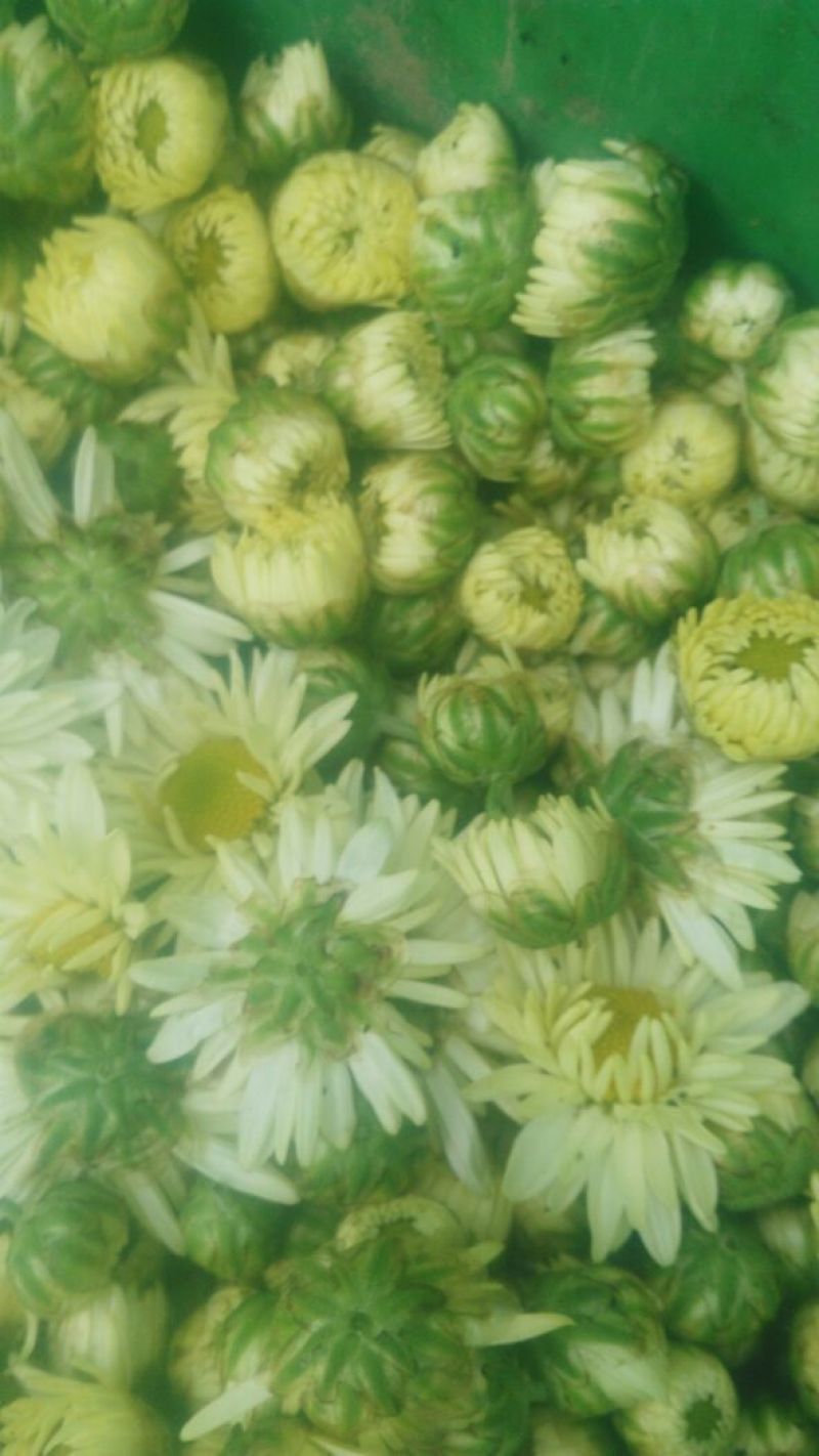 菊花茶