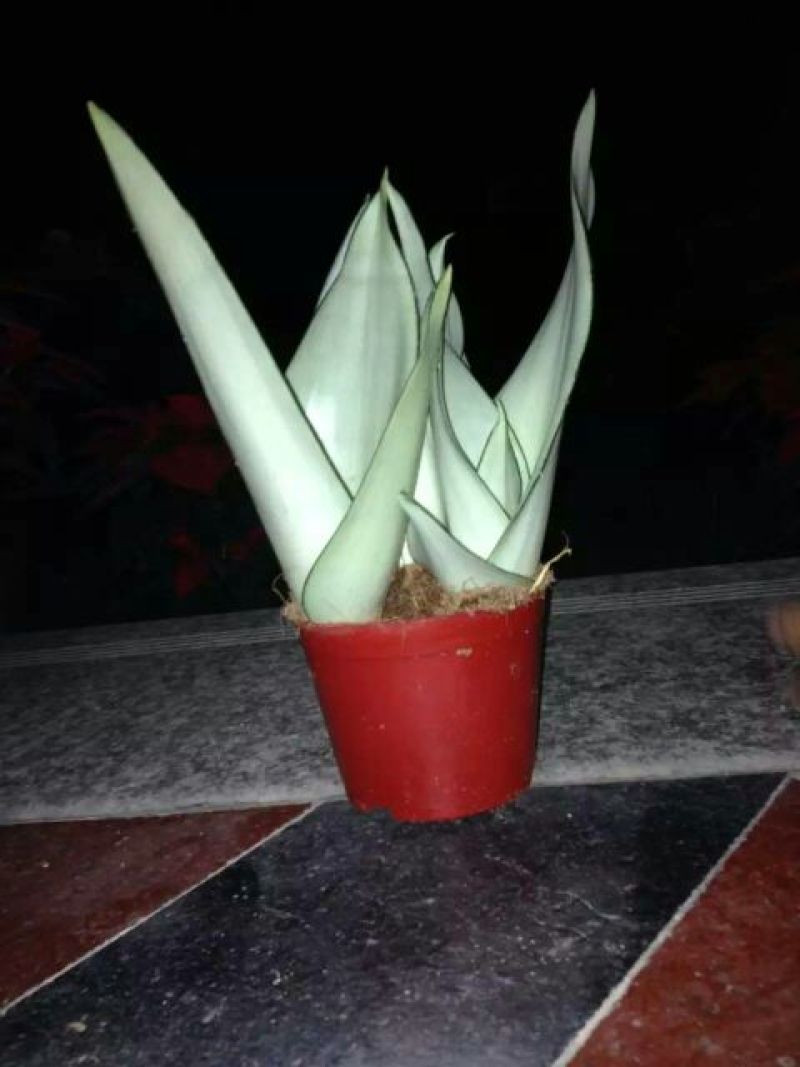 虎皮兰