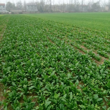 小叶菠菜10~15厘米