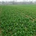 小叶菠菜10~15厘米