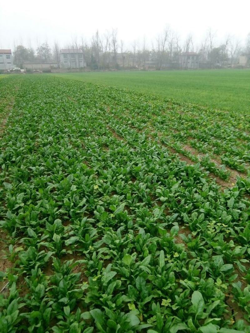 小叶菠菜10~15厘米