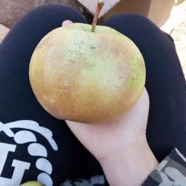 苹果梨