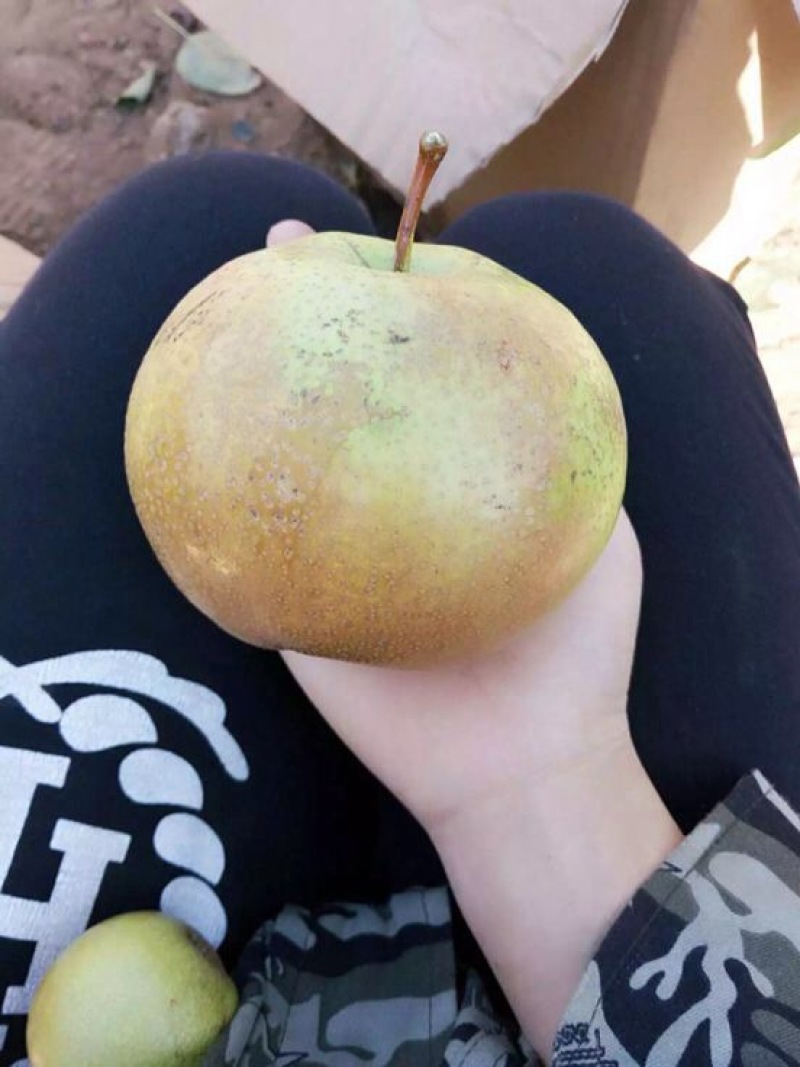 苹果梨