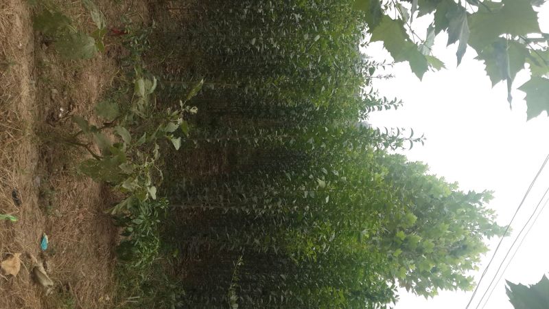 大叶女贞4cm以下