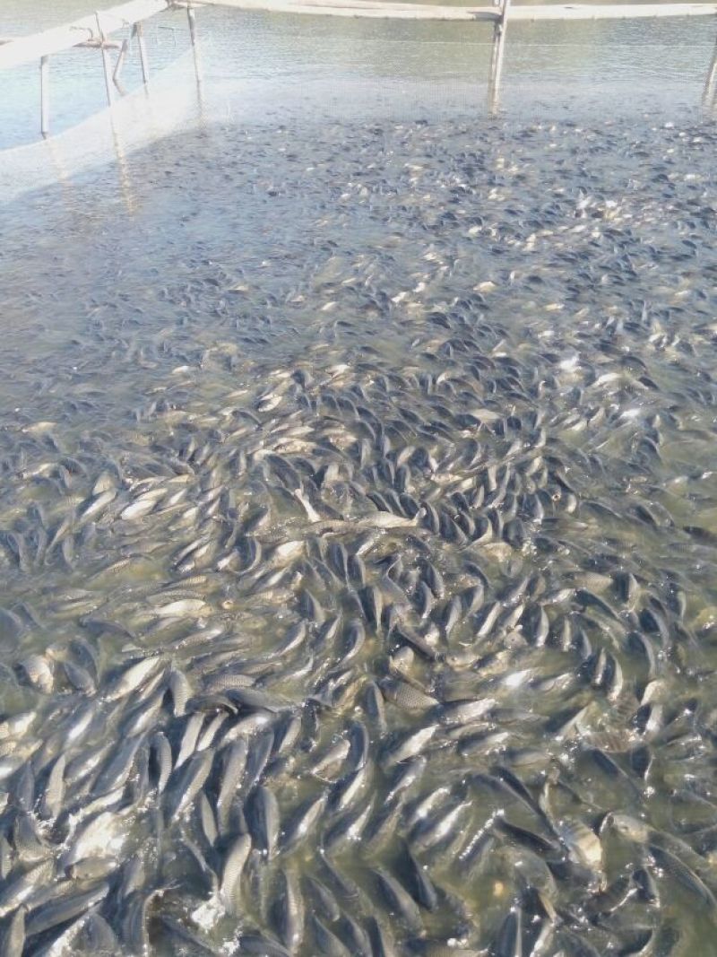 鲤鱼食用1~2公斤