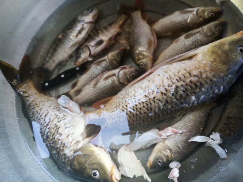 野鲤食用0.5~1公斤