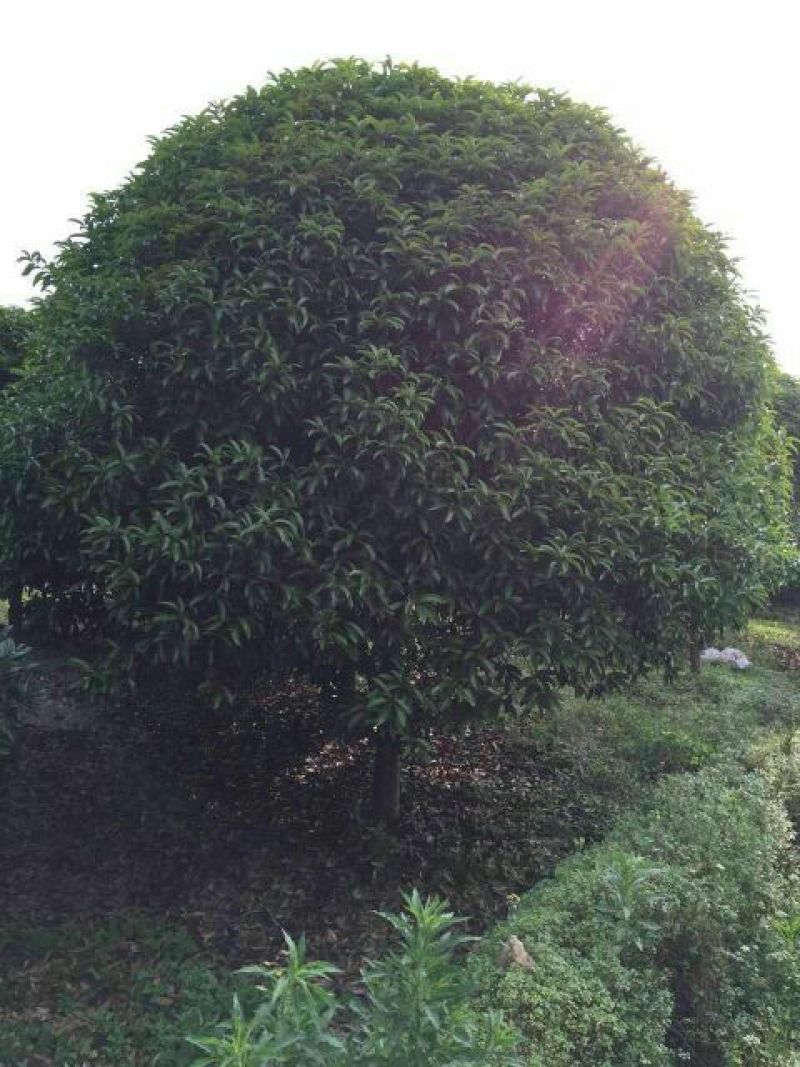 桂花树2cm以下1.5~2米1米以下