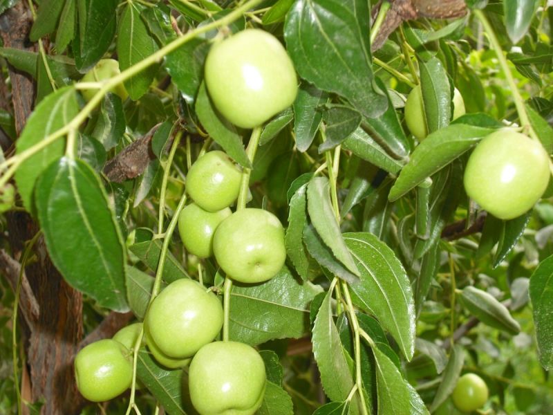 枣树苗嫁接枣树活苗当年结果南方北方庭院种植盆栽地栽特大枣