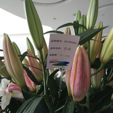 百合鲜切花4以上
