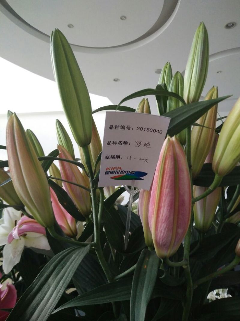 百合鲜切花4以上