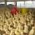 鹅苗250g以下