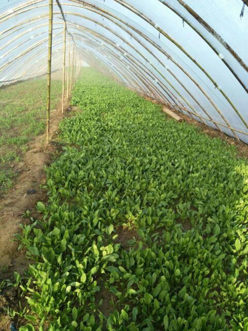 小叶菠菜20~25厘米
