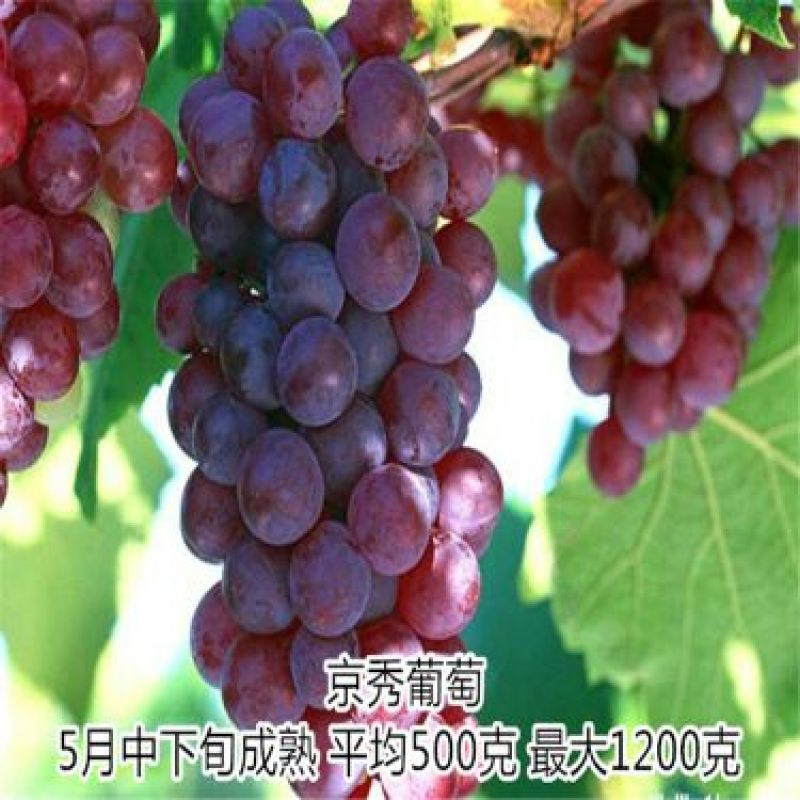 葡萄苗1年110~150cm