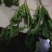 越冬菠菜20~25厘米