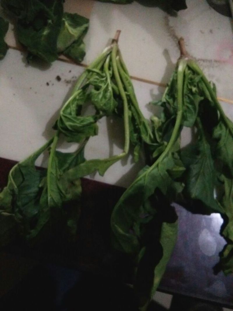 越冬菠菜20~25厘米