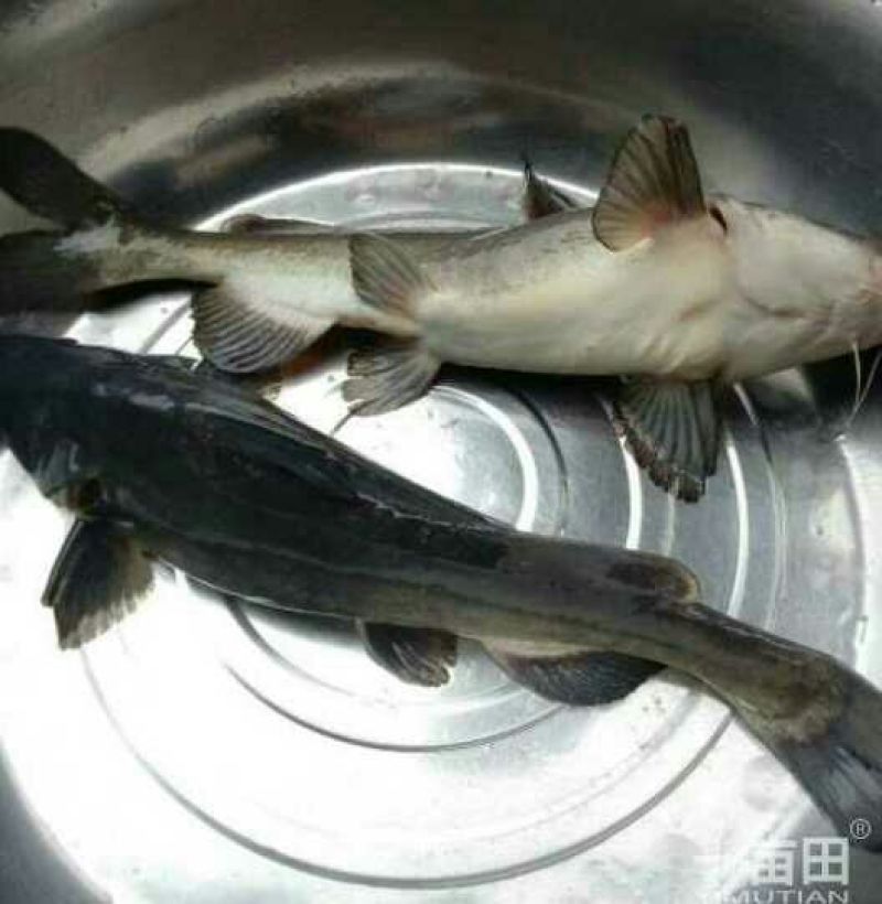 池鲤鱼食用1~2公斤