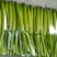 黄花菜种苗50cm以上花期长可达4个月