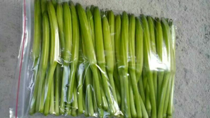 黄花菜种苗50cm以上花期长可达4个月