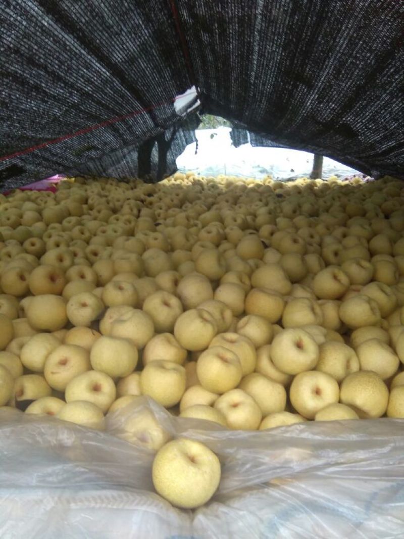 砀山梨200~250g光果