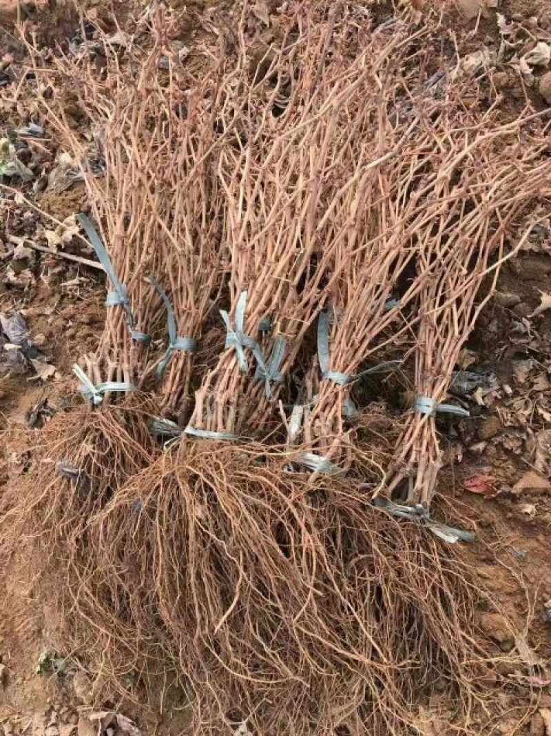 葡萄苗1年30~50cm
