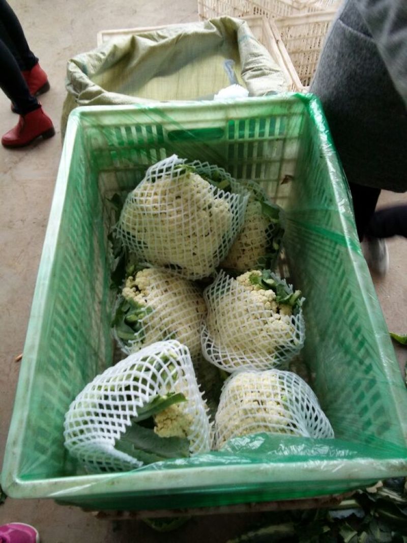 河北邯郸本地青梗白面松花大量上市了，大小适中乳白