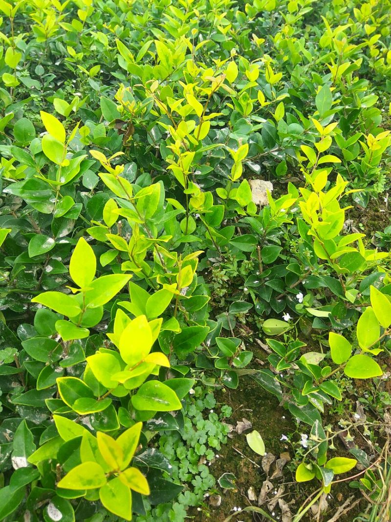 女贞4cm以下