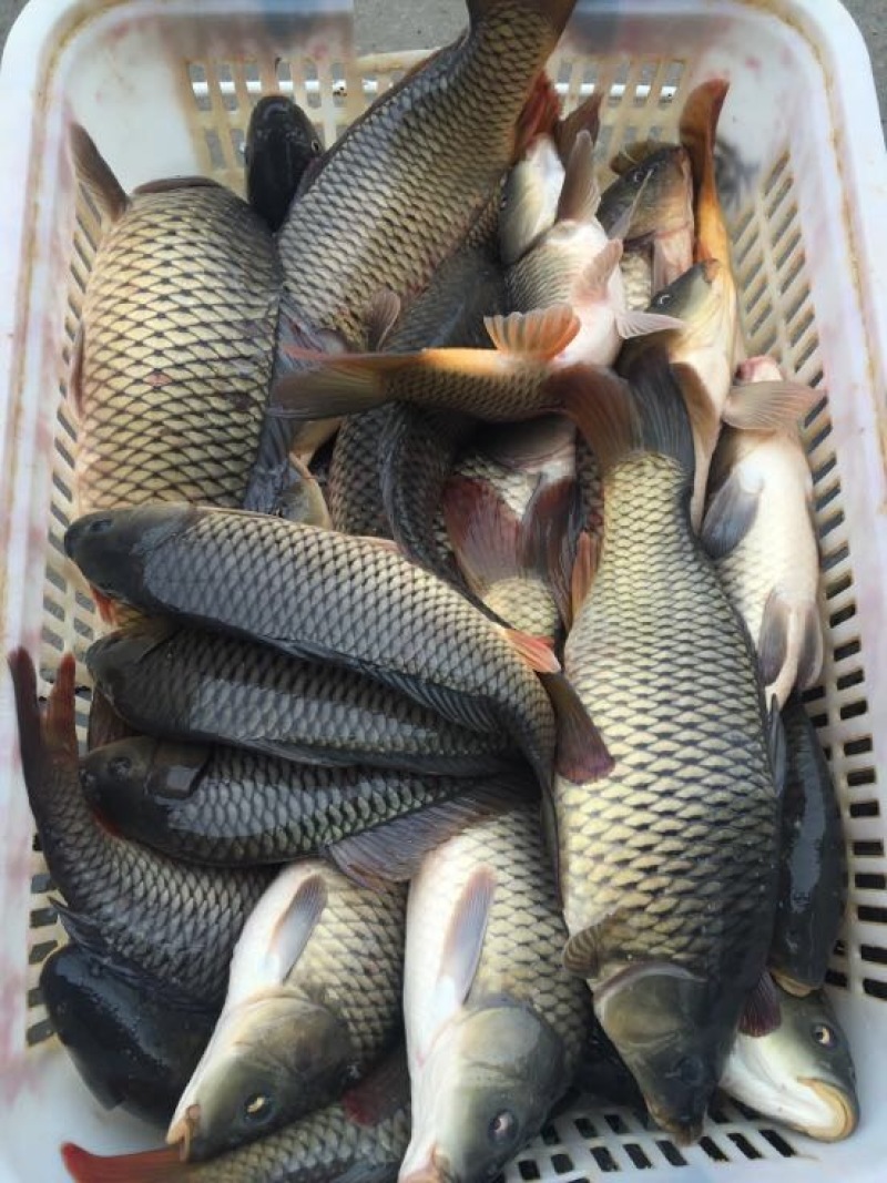 池鲤鱼1~2公斤食用