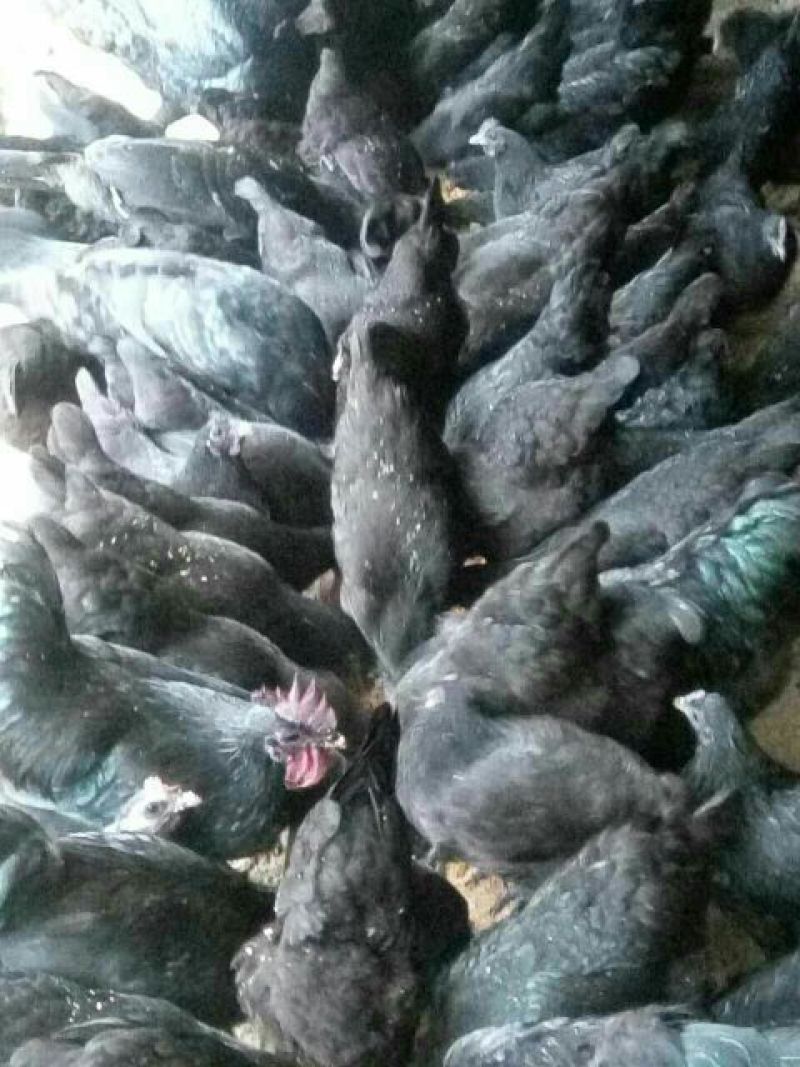 绿壳鸡蛋食用50g以下