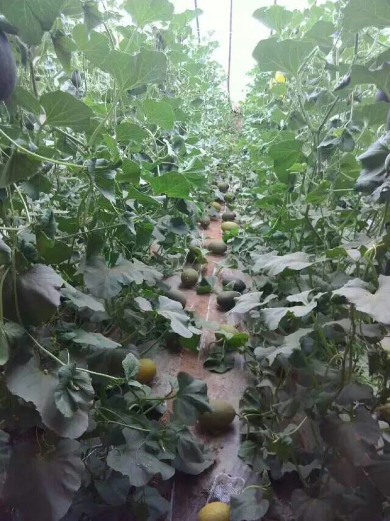 哈密瓜2斤以上长圆形