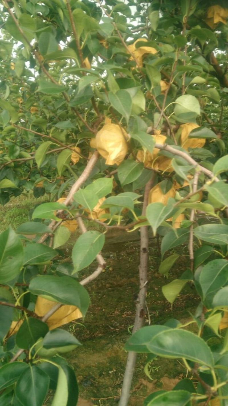 绿宝石梨300~350g纸箱