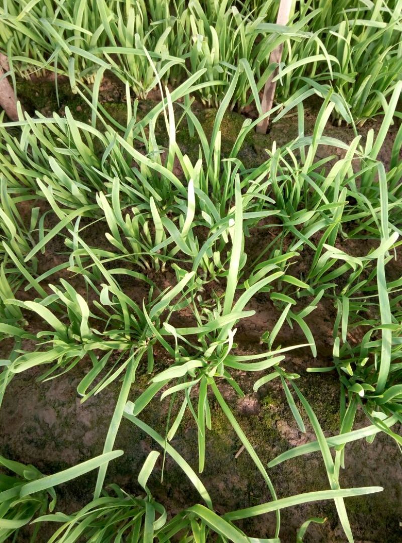 富生韭菜根粗叶厚，颜色黑