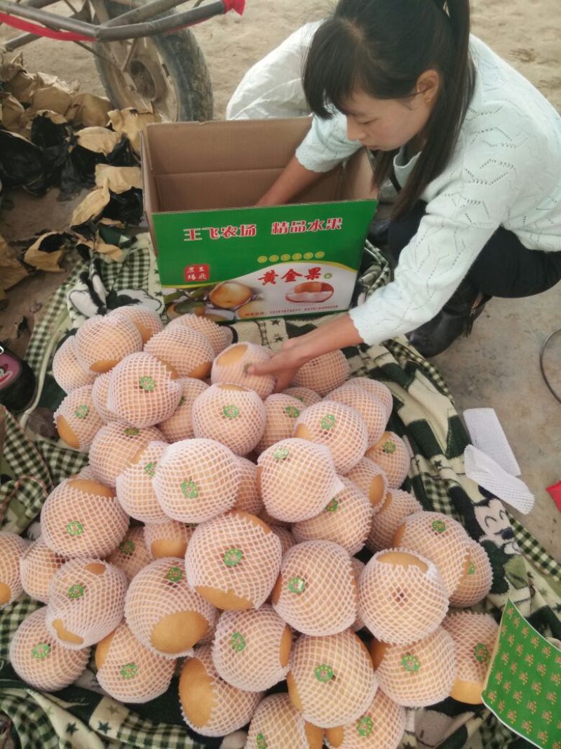 晚秋黄梨400~450g纸袋