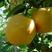 翠冠梨子苗，口感脆甜化渣，产量高，个头大，果心小