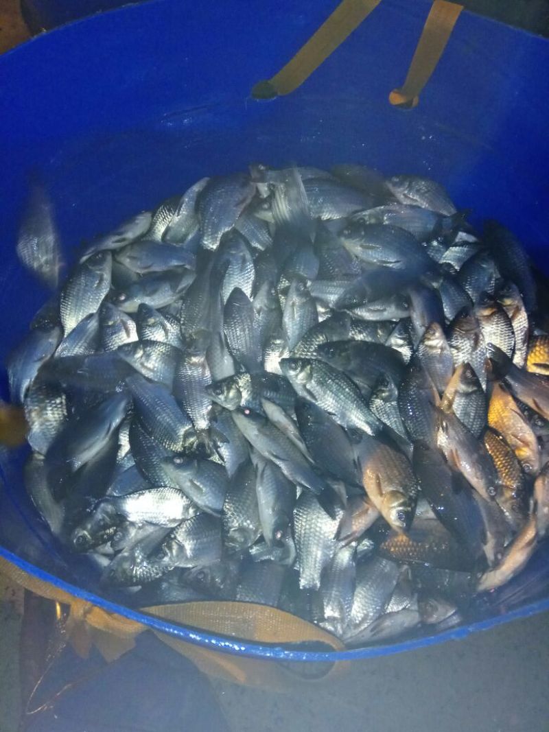 鲫鱼食用