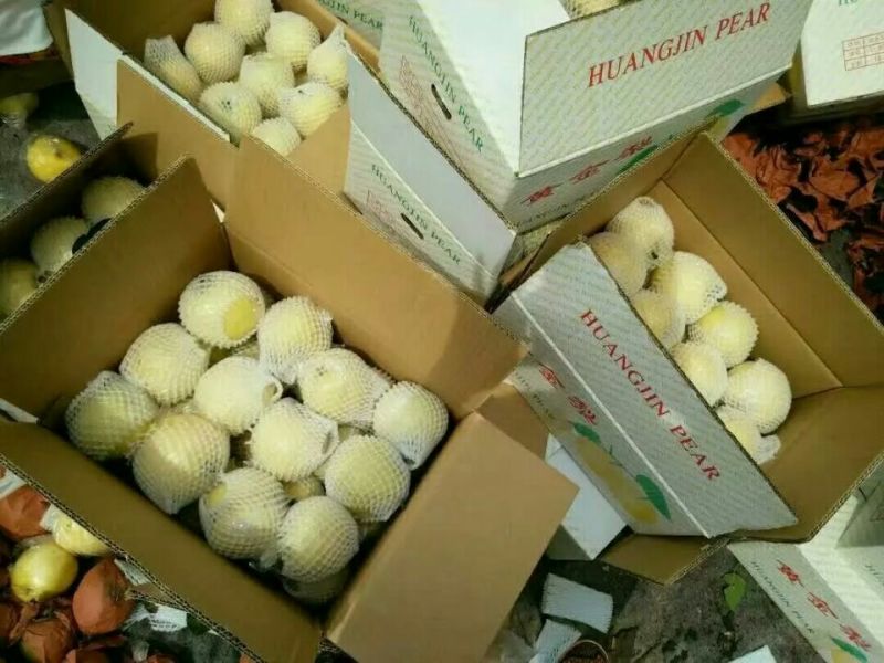 黄金梨300~350g纸加膜