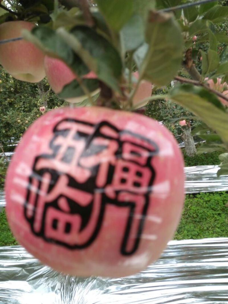 红富士苹果80mm以上甘肃平凉红富士苹果农民伯伯直销