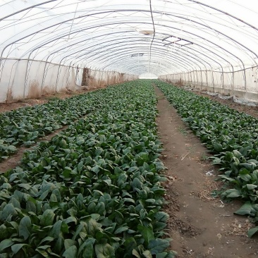 大叶菠菜15~20厘米