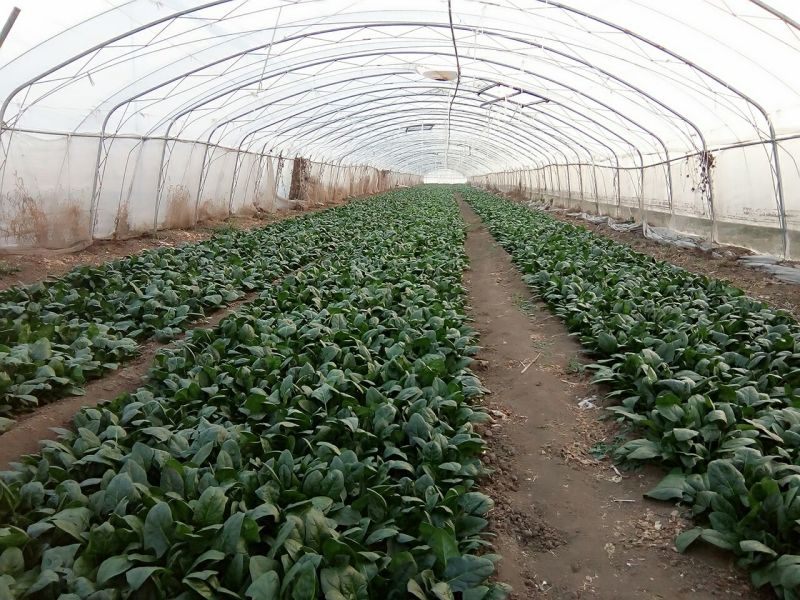大叶菠菜15~20厘米