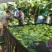香蕉苗原种1~2年